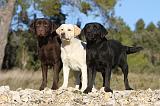 LABRADOR 600